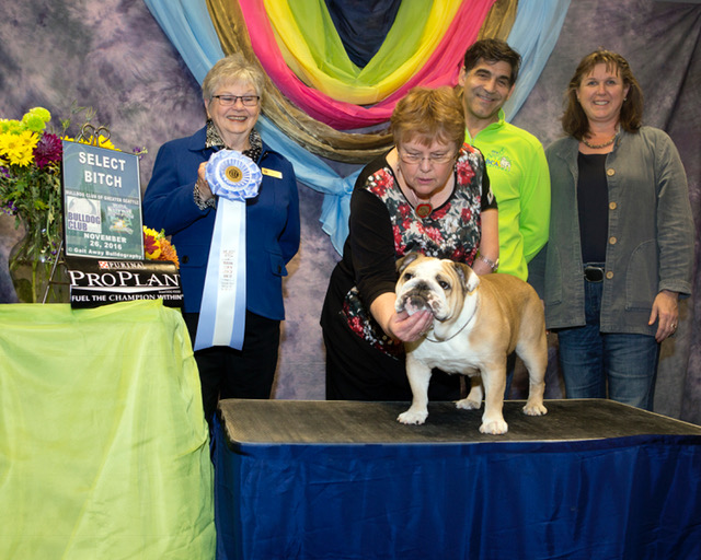 GCH Black Golds No Time to Kill